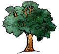 Oak Tree Image